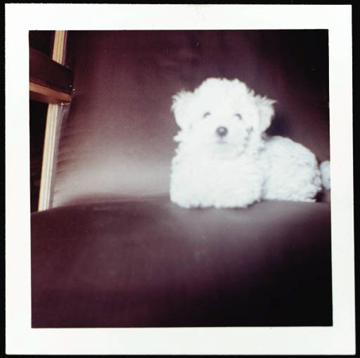 A GROUP OF PHOTOGRAPHS