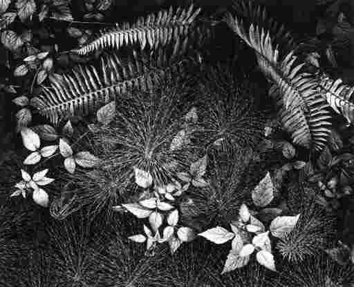 ANSEL ADAMS