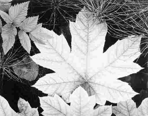 ANSEL ADAMS