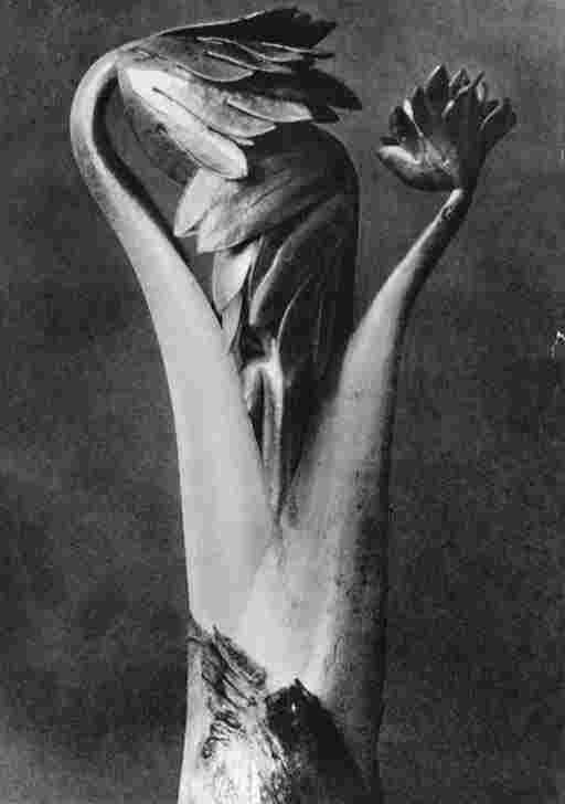 KARL BLOSSFELDT