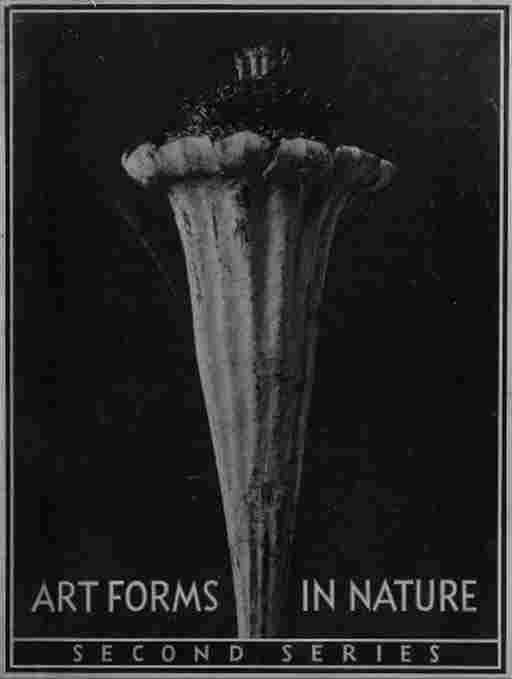 KARL BLOSSFELDT