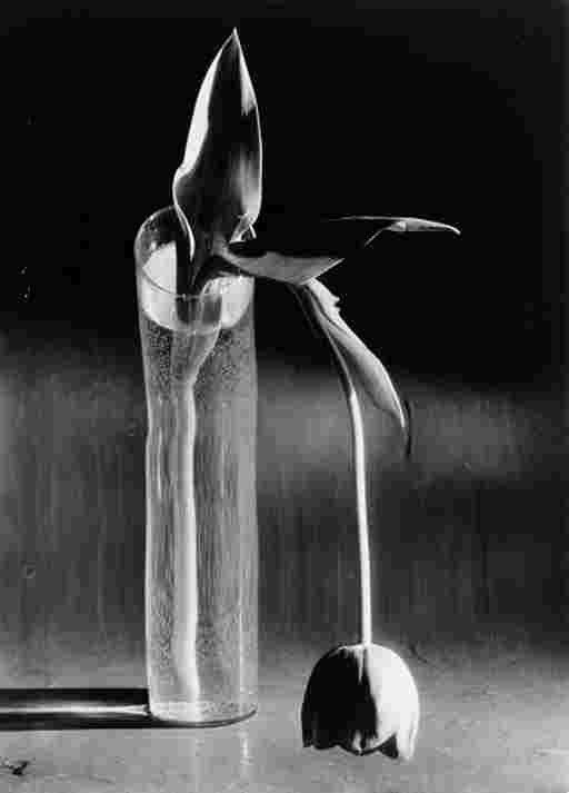 ANDRÉ KERTÉSZ