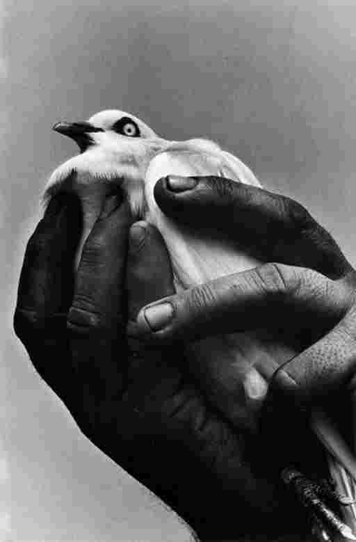 HAROLD FEINSTEIN