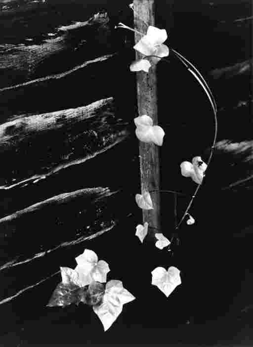 MINOR WHITE