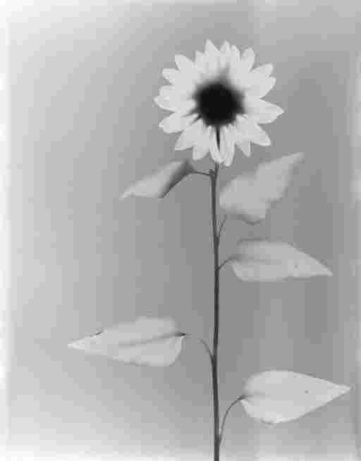 ADAM FUSS