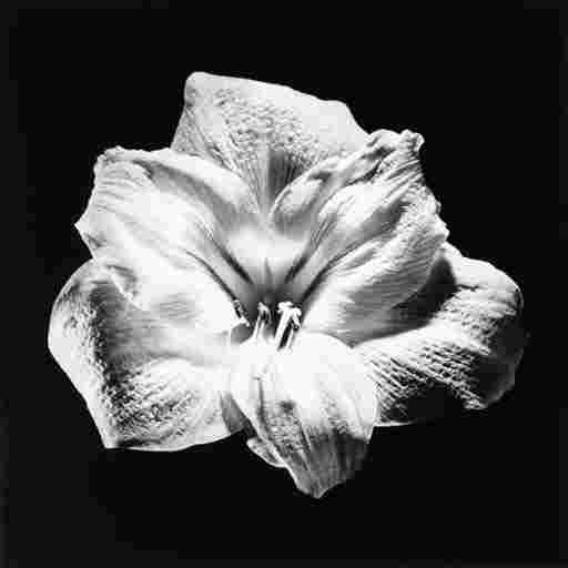 ROBERT MAPPLETHORPE