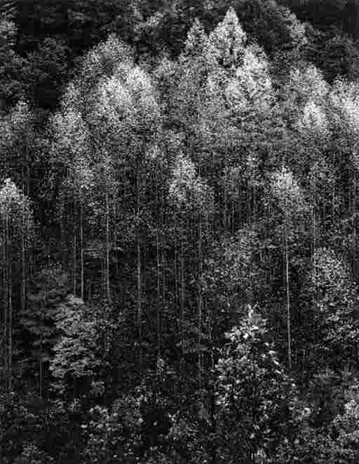 ANSEL ADAMS