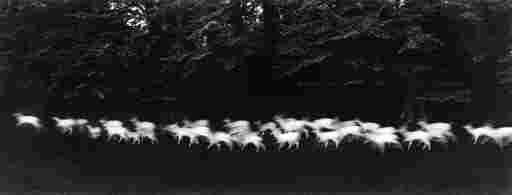 PAUL CAPONIGRO