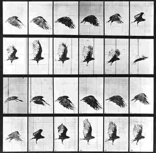 EADWEARD MUYBRIDGE