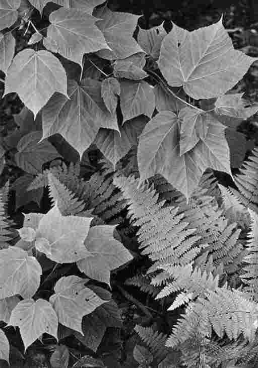 GEORGE TICE