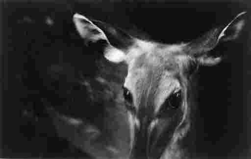 W. EUGENE SMITH