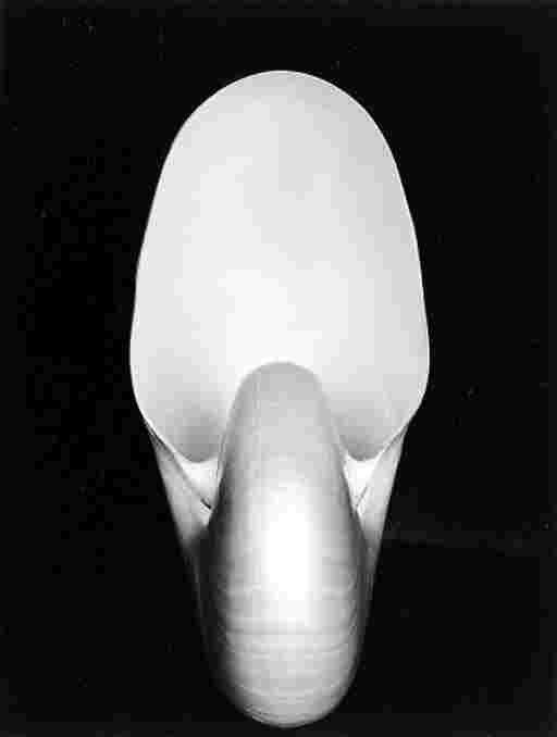EDWARD WESTON