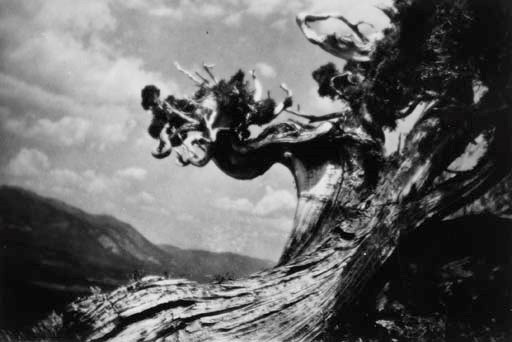 ANNE BRIGMAN