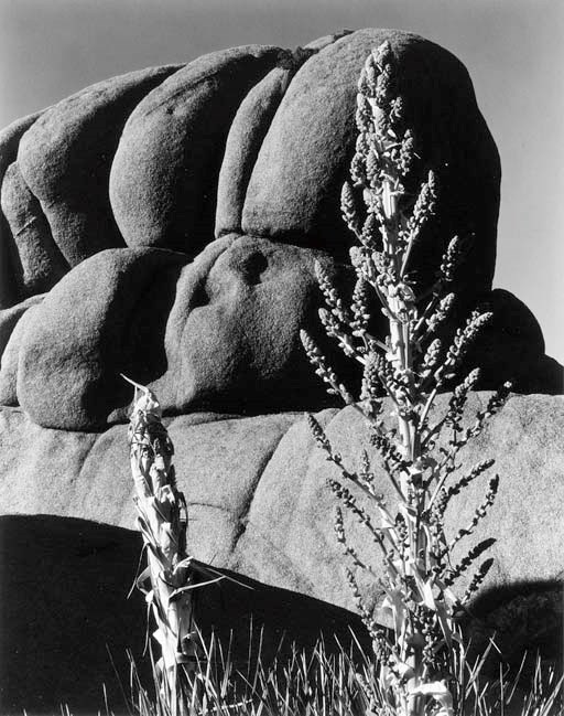 EDWARD WESTON