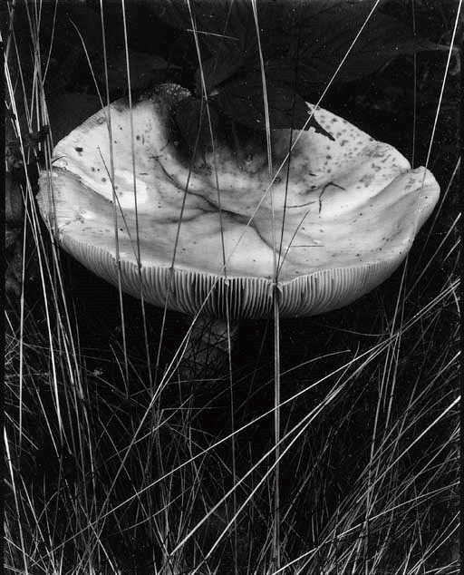 PAUL STRAND