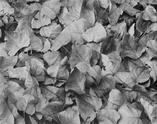 HARRY CALLAHAN