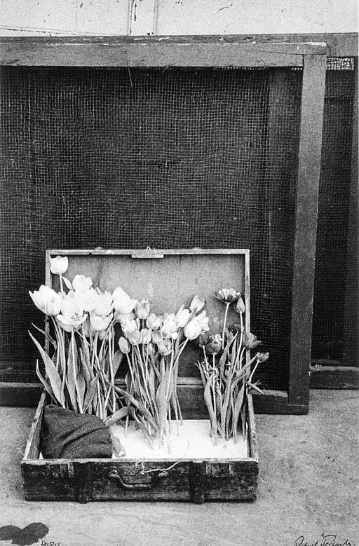 ROBERT FRANK