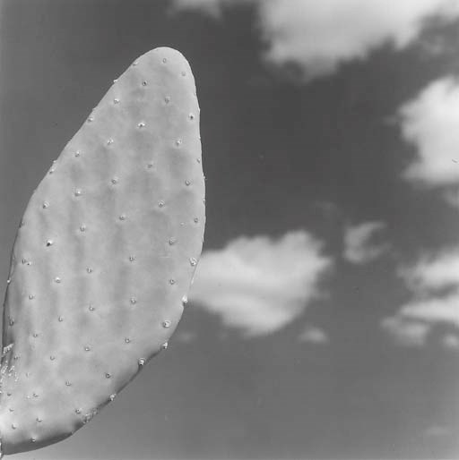 ROBERT MAPPLETHORPE