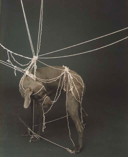 WILLIAM WEGMAN