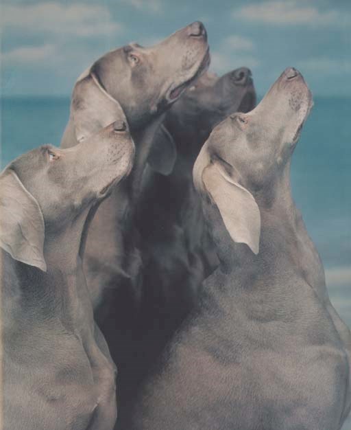 WILLIAM WEGMAN