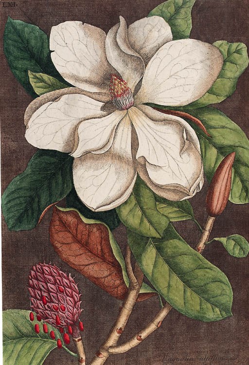 Mark Catesby (1682-1749)