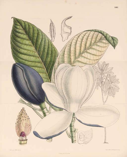 William Curtis (1746-1799) and others