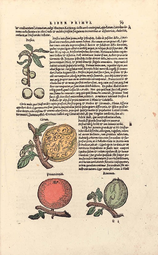 Pedanius Dioscorides of Anazarbus (fl. A.D. 50-70)