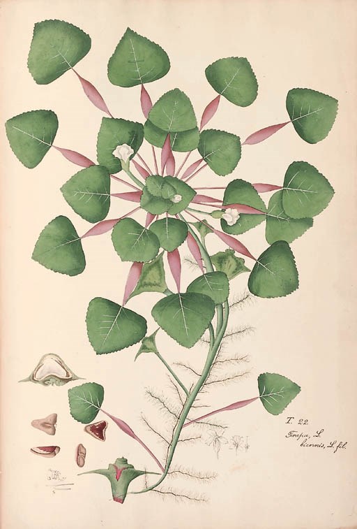 [Charles Henry Bellenden Ker (1785?-1871)]