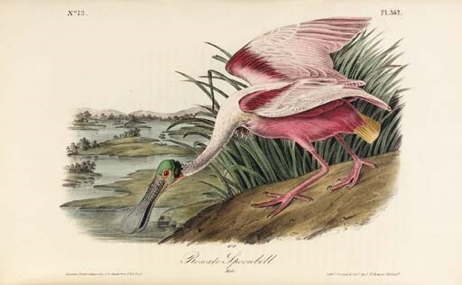 AUDUBON, John James (1785-1851). The Birds of America, from Drawings made in the United States and their Territories. New York: J.J. Audubon, Philadelphia: J.B. Chevalier, [1839-]1840-1844.