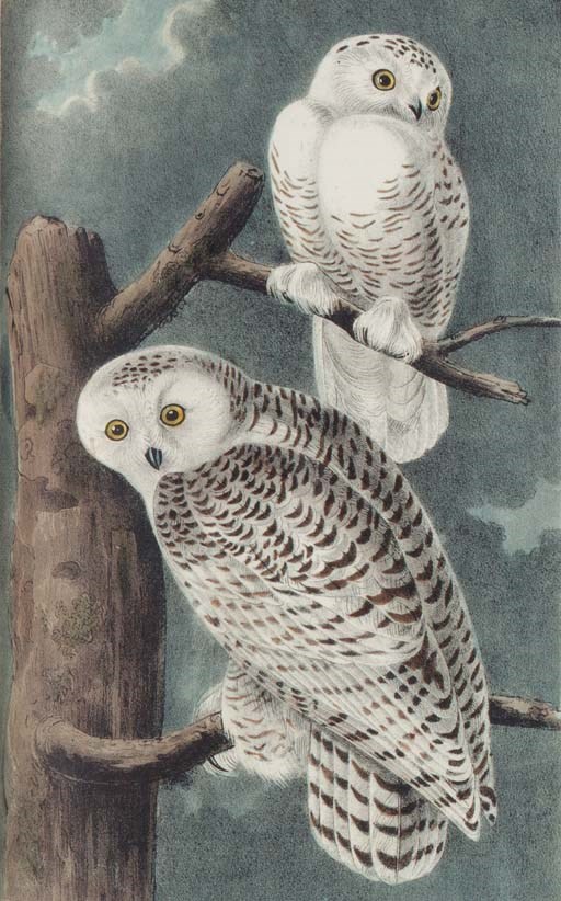 AUDUBON, John James. The Birds of America, from Drawings made in the United States and their Territories. New York: V.G. Audubon, 1856.