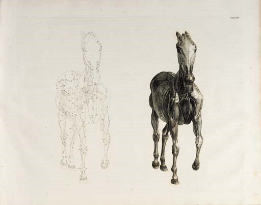 STUBBS, George (1724-1806). The Anatomy of the Horse, Including a Particular Description of the Bones, Cartilages, Muscles, Fascias, Ligaments, Nerves, Arteries, Veins, and Glands. London: Printed by J. Purser, for the Author, 1766.