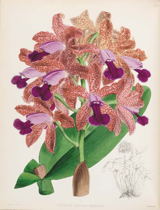 WARNER, Robert, Benjamin Samuel WILLIAMS and Thomas MOORE. The Orchid Album, Comprising Coloured Figures and Descriptions of New, Rare, and Beautiful Orchidaceous Plants. London: Published by B.S. Williams, at the Victoria and Paradise Nurseries, 1882-1897.