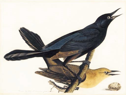 John James Audubon (1785-1851)