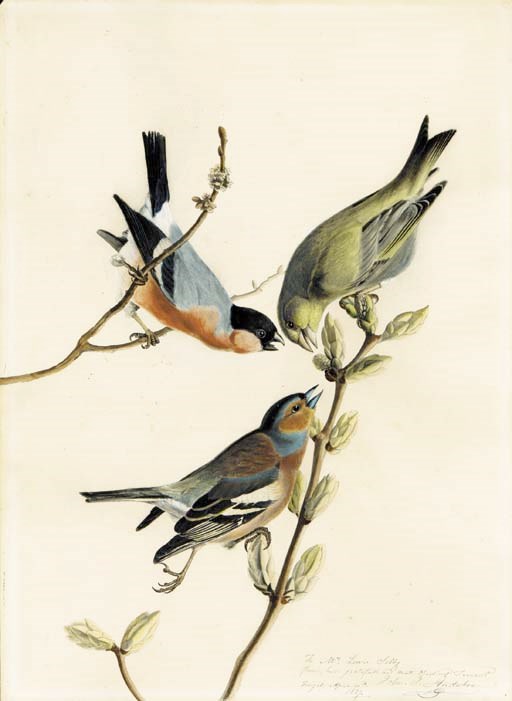 John James Audubon (1785-1851)