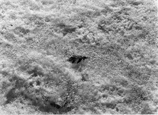 HARRY CALLAHAN