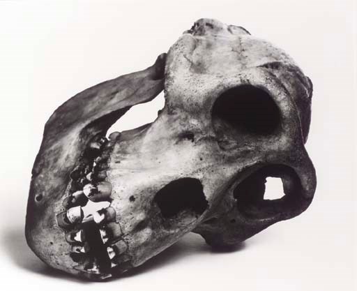 IRVING PENN