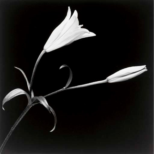 ROBERT MAPPLETHORPE (1946-1989)