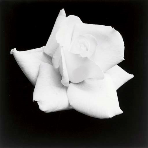ROBERT MAPPLETHORPE