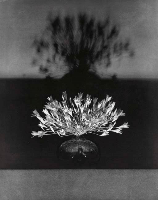 ROBERT MAPPLETHORPE