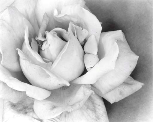 OLIVIA PARKER (BORN 1941)
