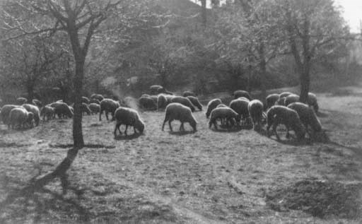 JOSEF SUDEK