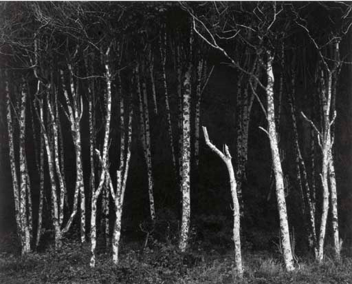 ANSEL ADAMS