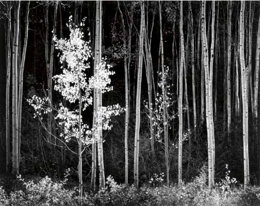 ANSEL ADAMS