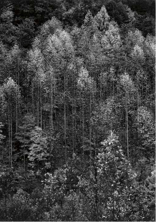 ANSEL ADAMS