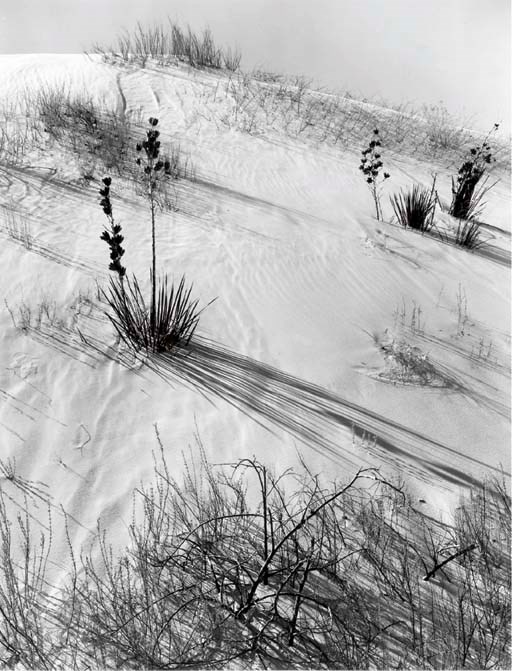 ANSEL ADAMS