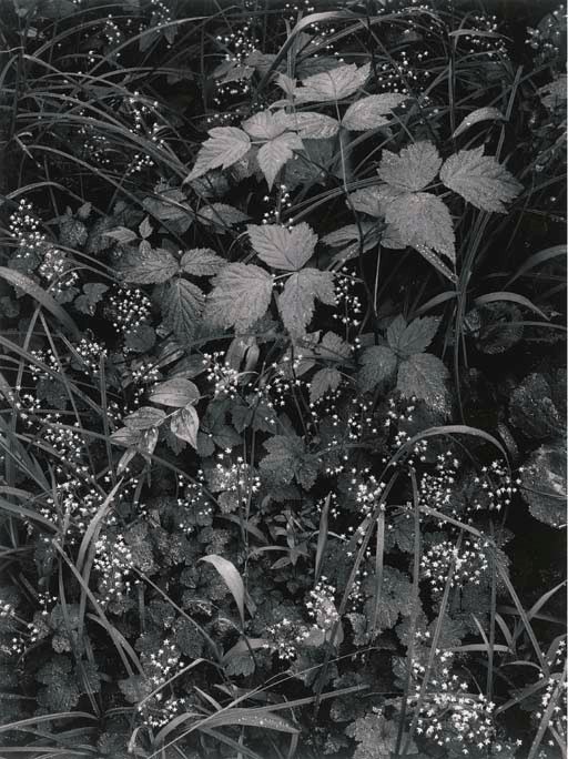 ANSEL ADAMS