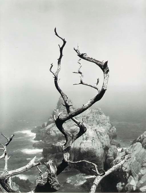 MINOR WHITE