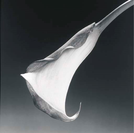 ROBERT MAPPLETHORPE (1946-1989)