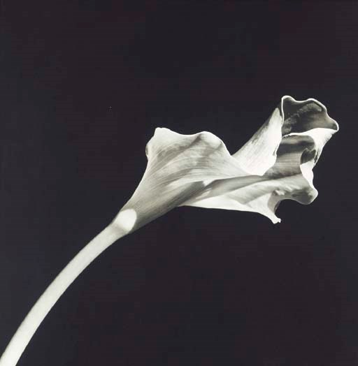 ROBERT MAPPLETHORPE
