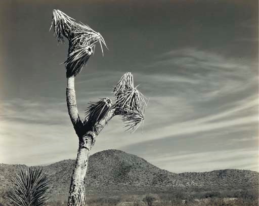 EDWARD WESTON